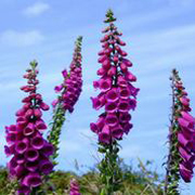 Close-up of foxglove blooms.